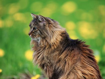 Norwegian Forest Cat