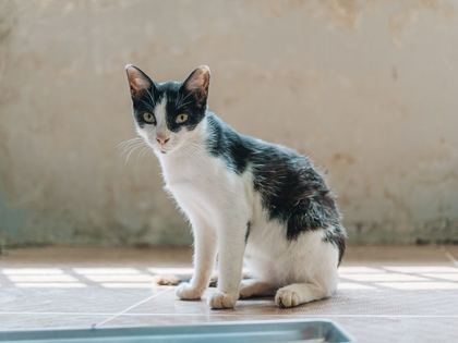 Oriental Shorthair