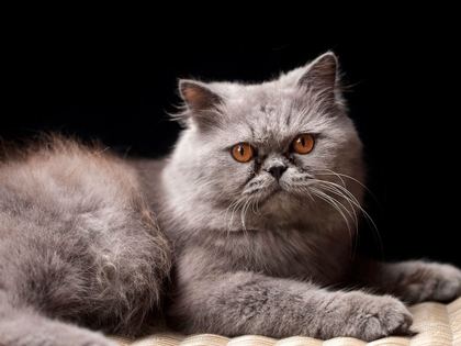Persian