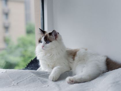 Ragdoll