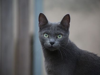 Russian Blue