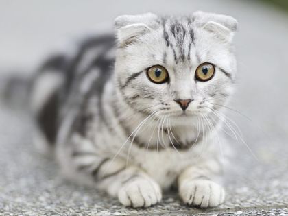 Scottish Fold