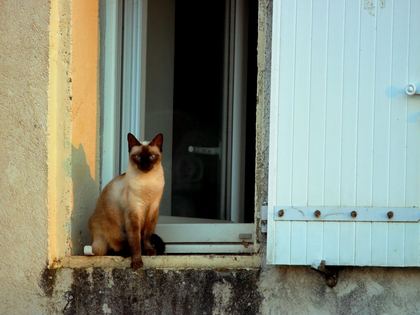Siamese