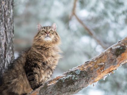 Siberian