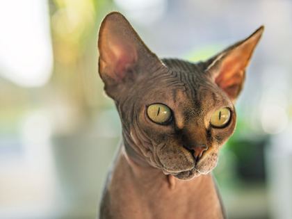 Sphynx