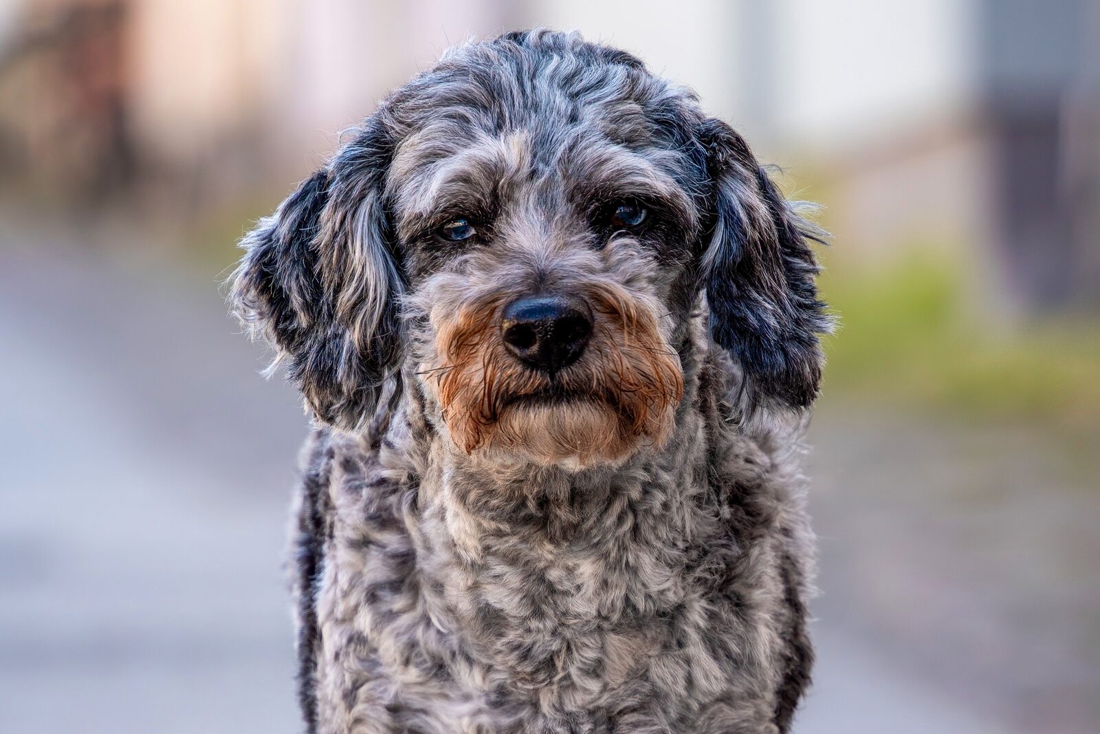 Aussiedoodle