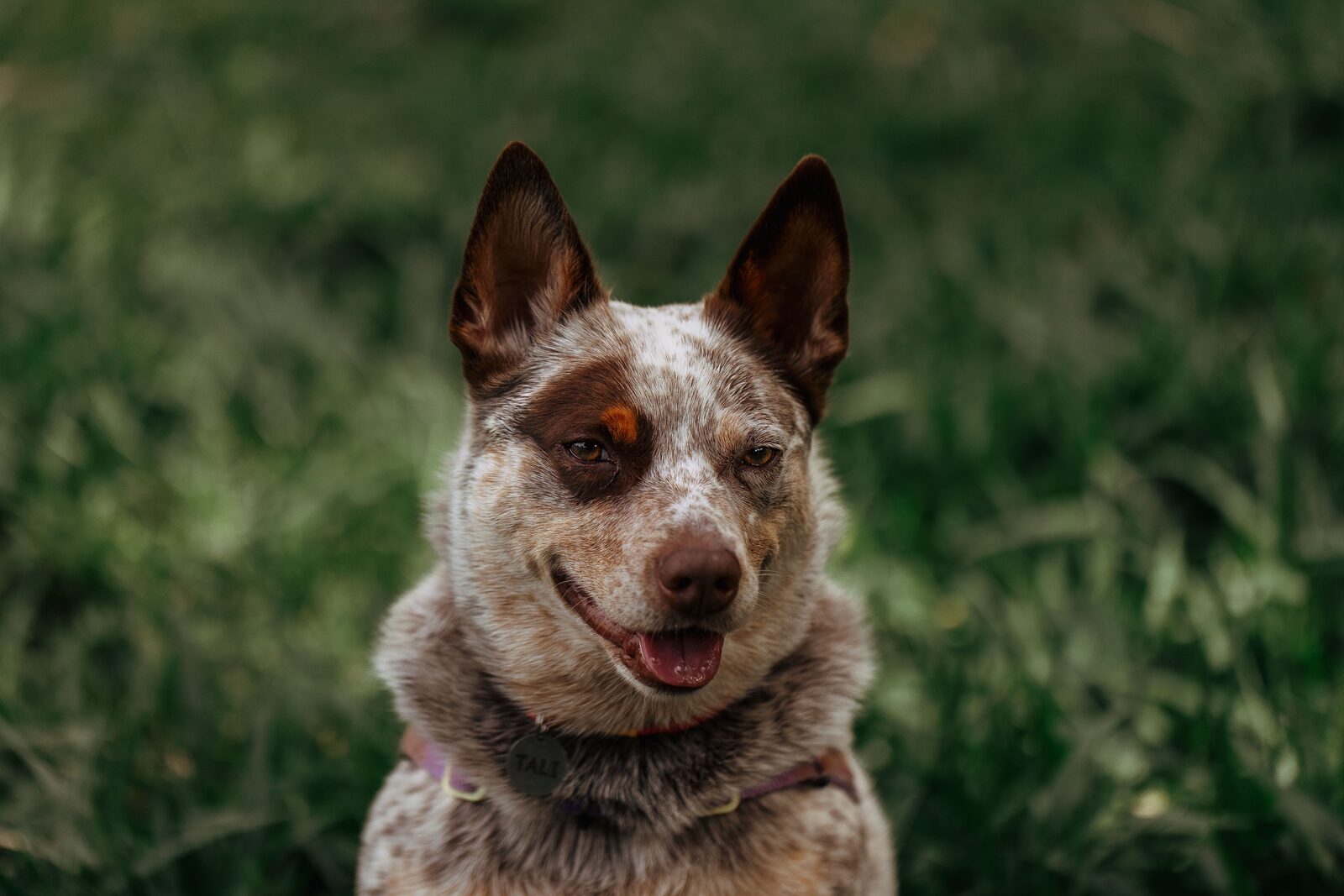 Australian Cattle Dog