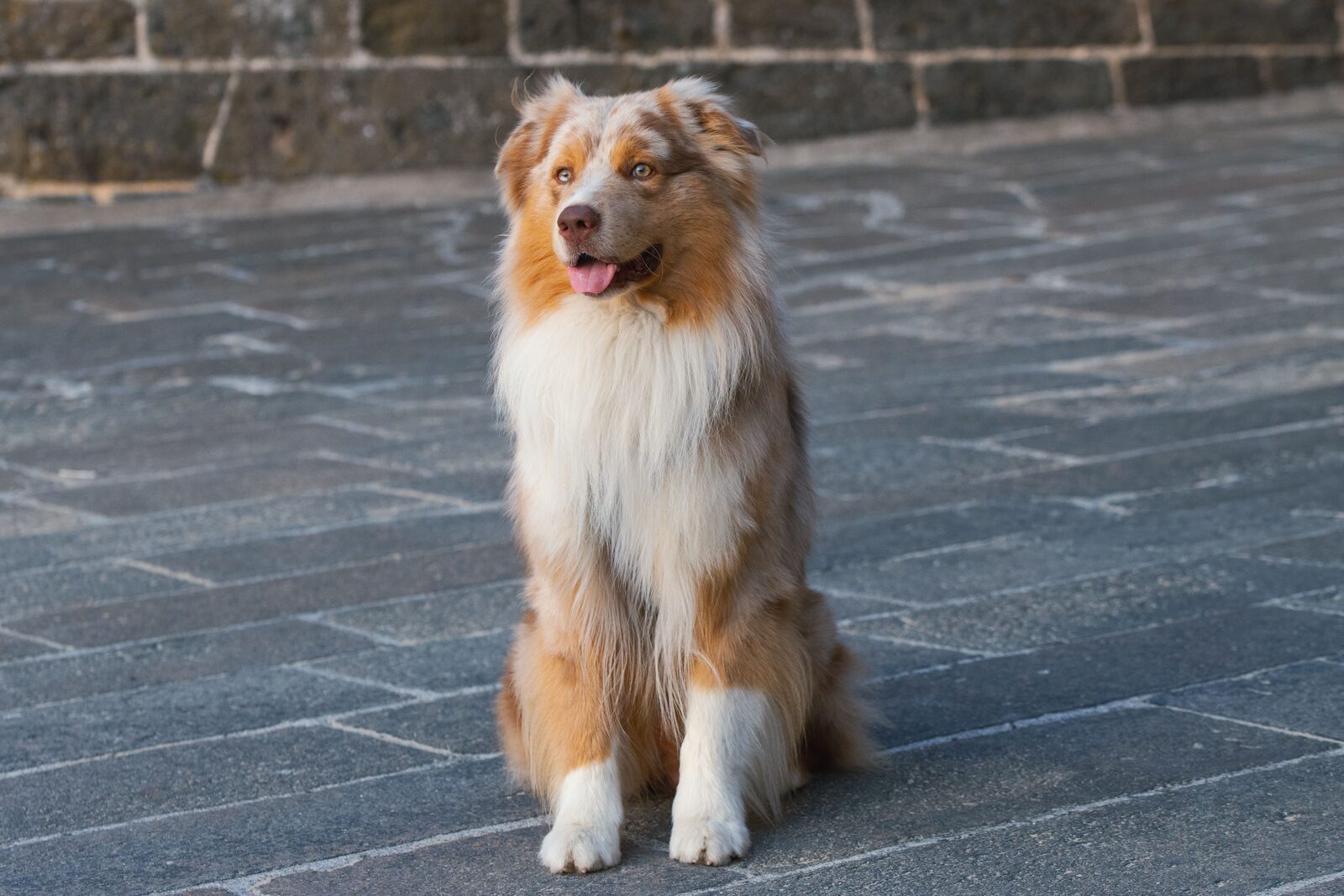 Australian Shepherd