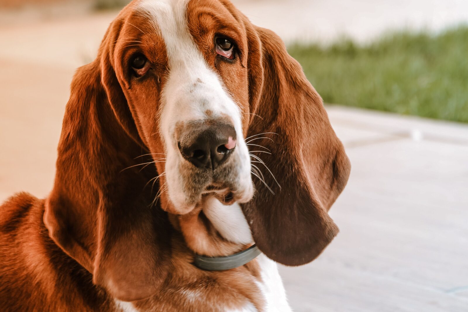 Basset Hound