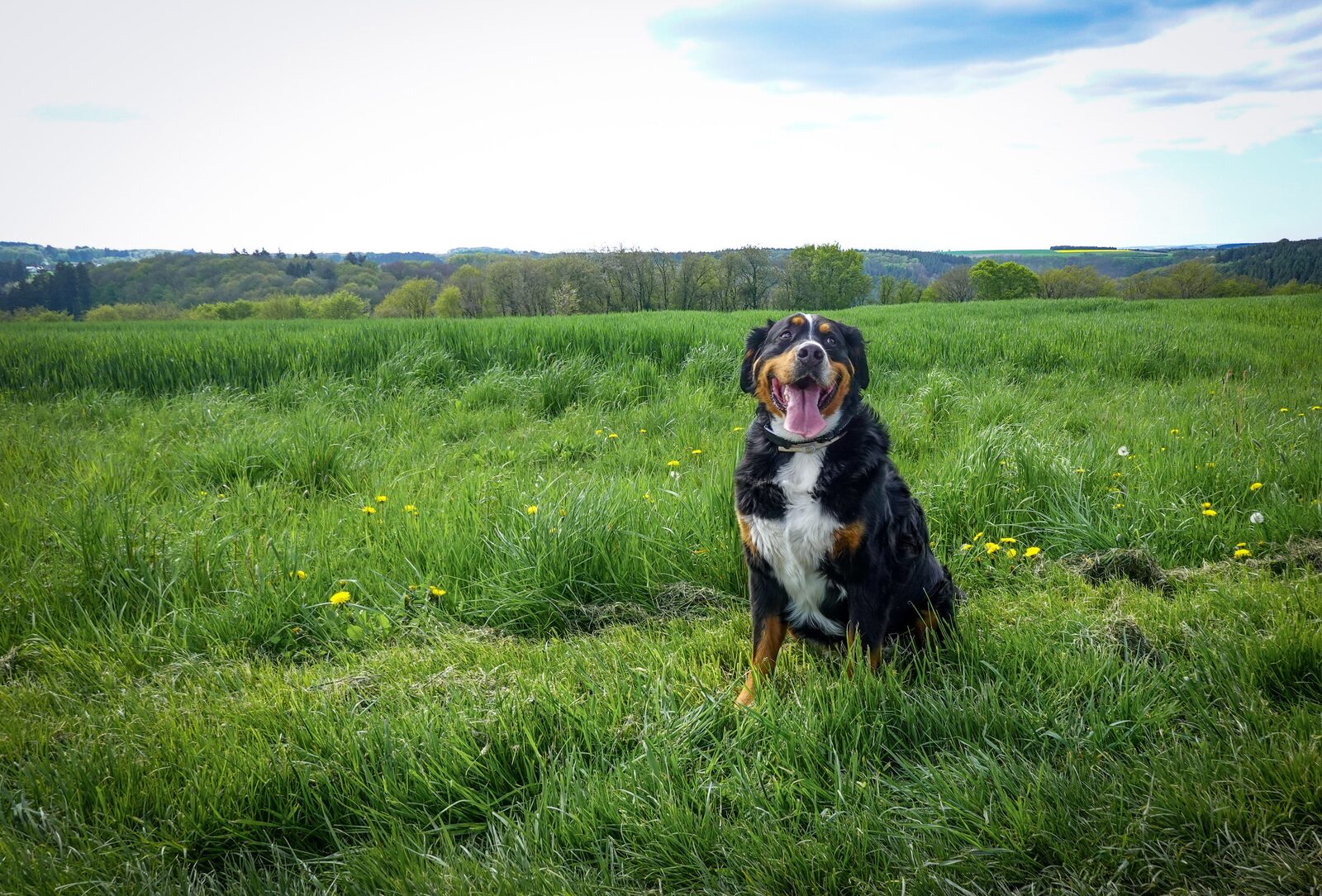 Bernese Mountain Dog