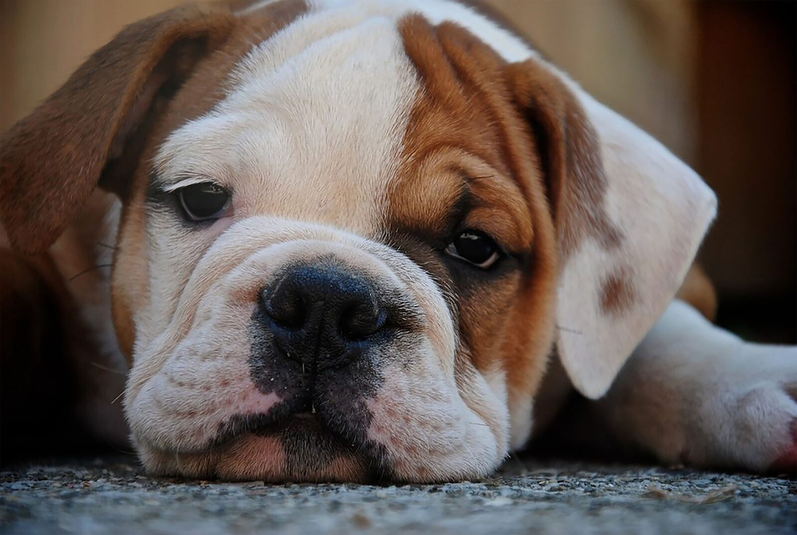 Bulldog