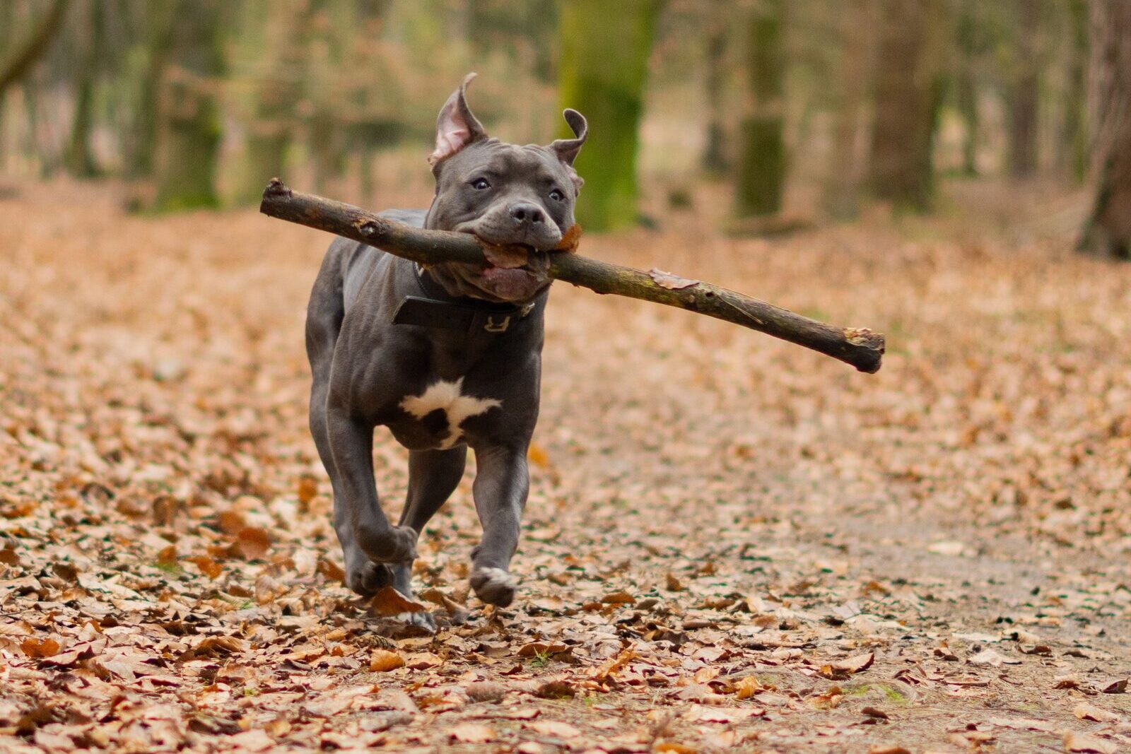 Cane Corso