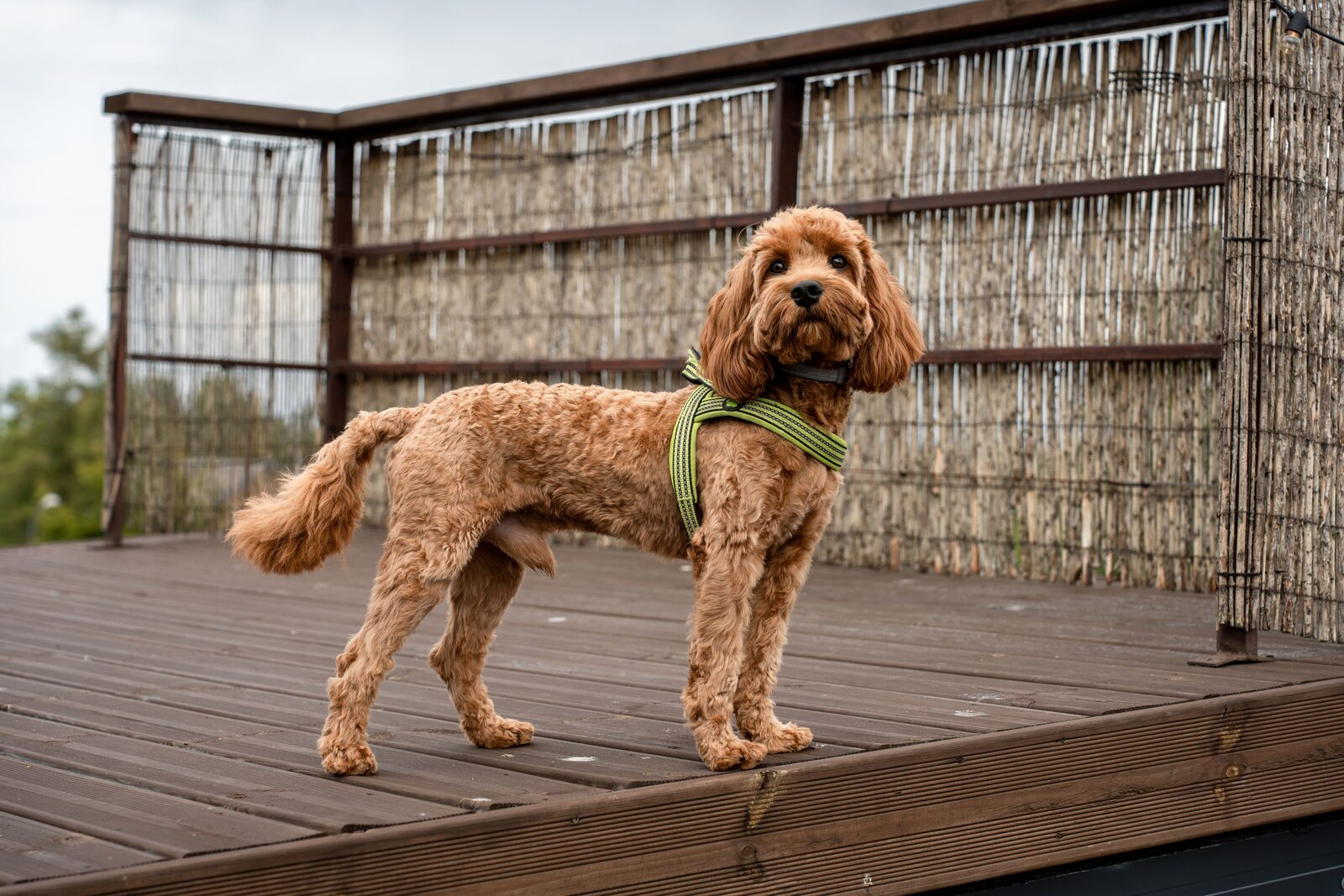 Cavapoo