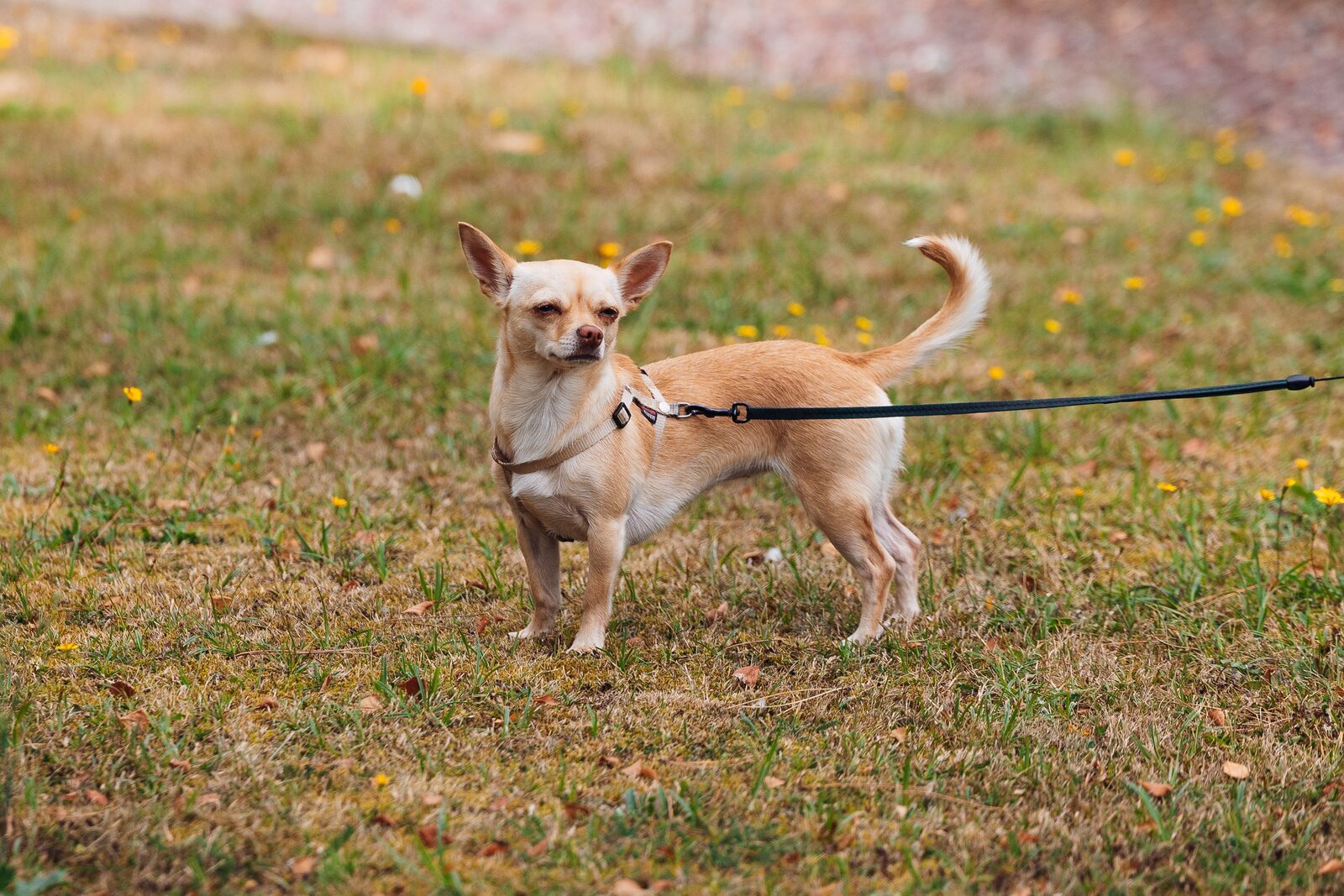Chihuahua
