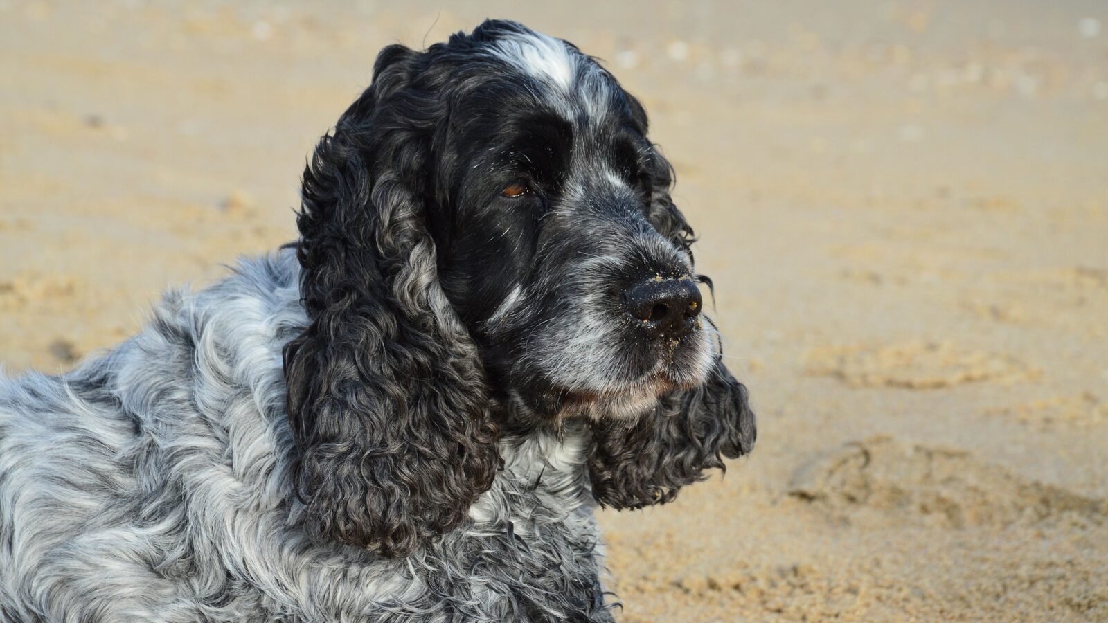 Cocker Spaniel