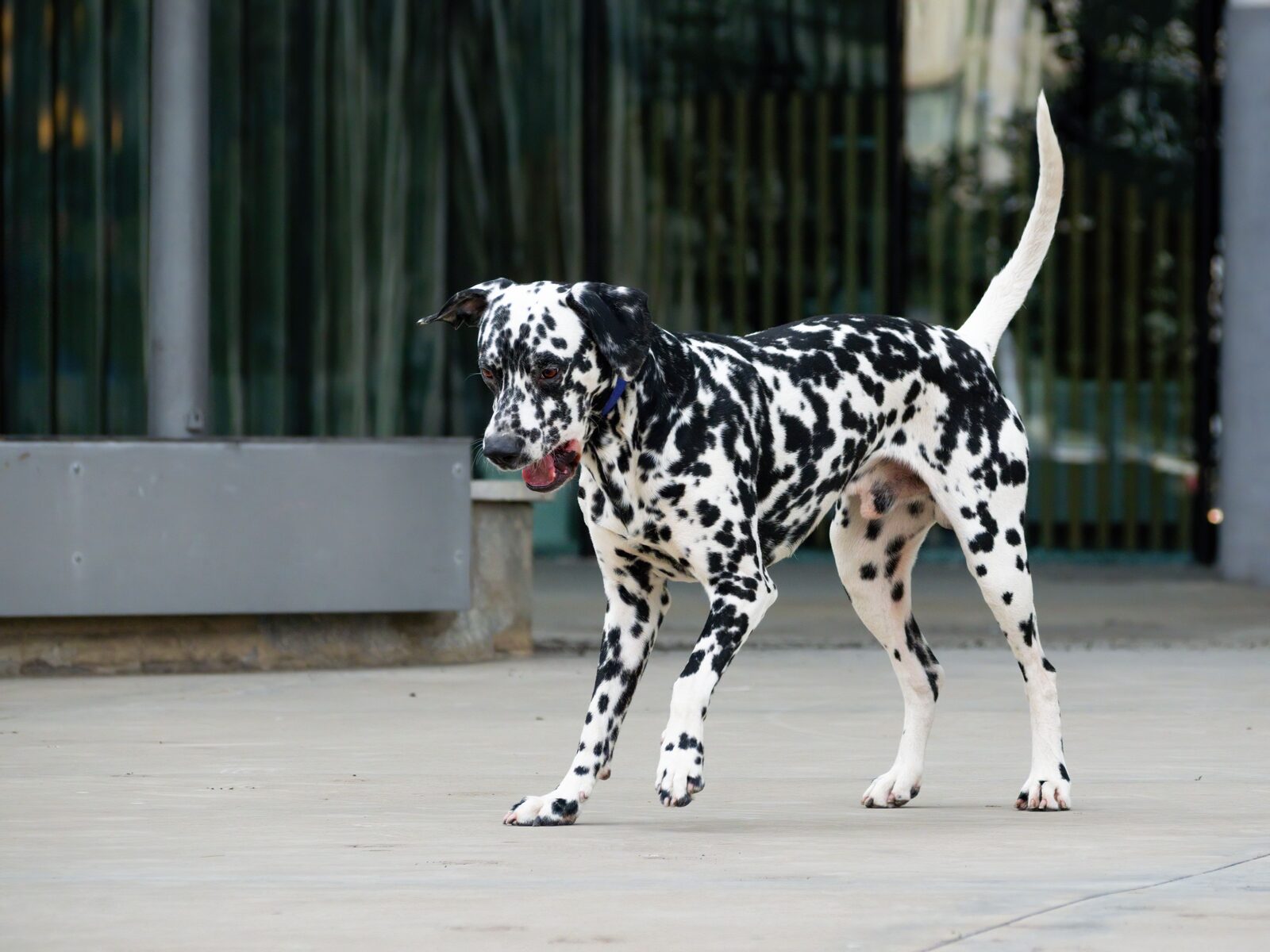Dalmatian