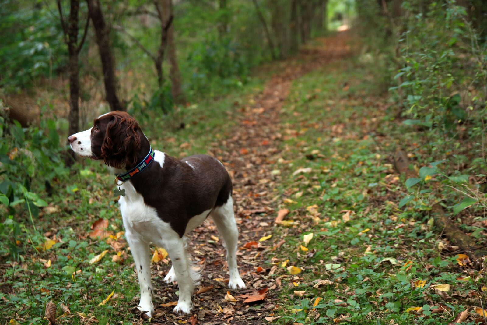 English Springer Spaniel