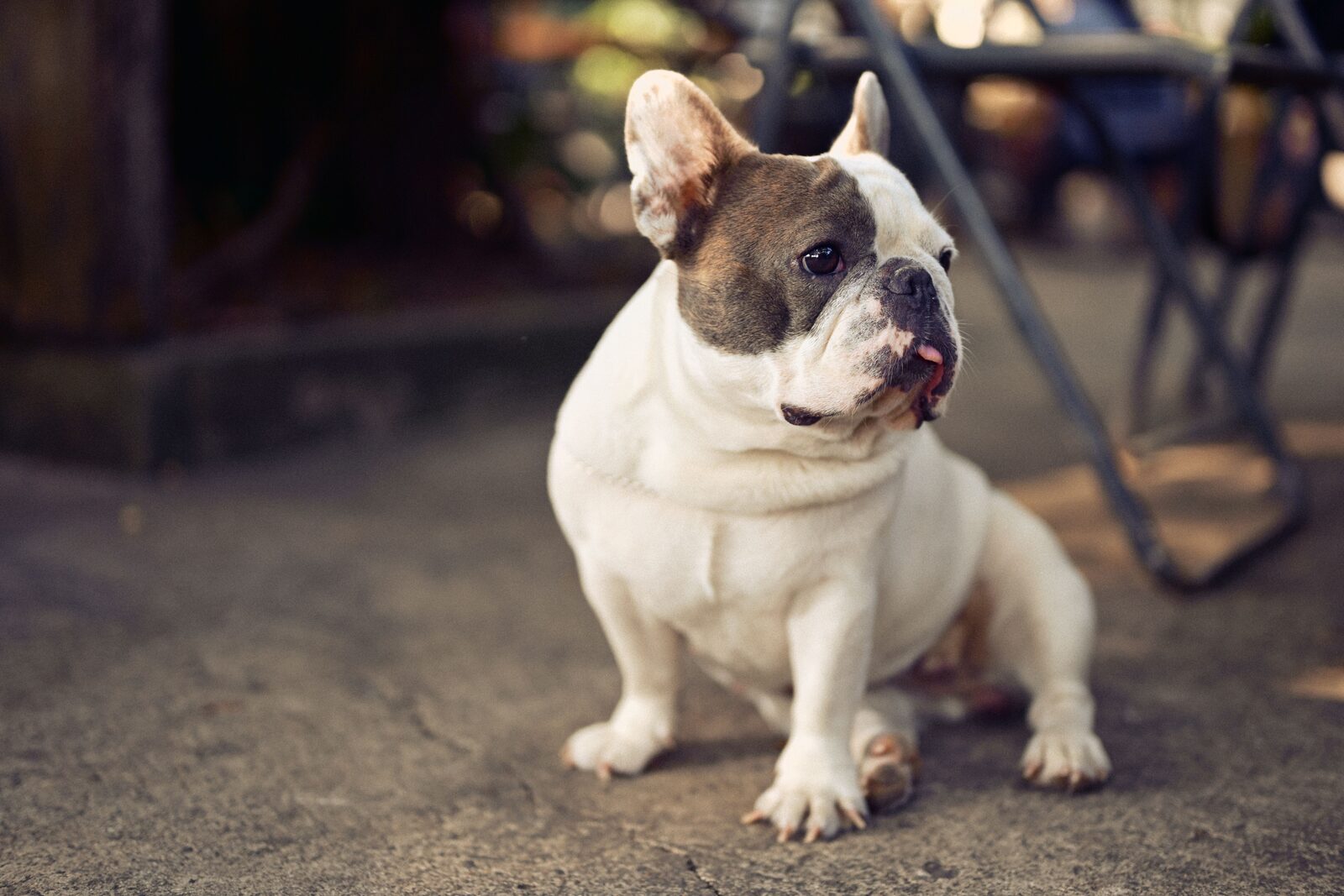 French Bulldog