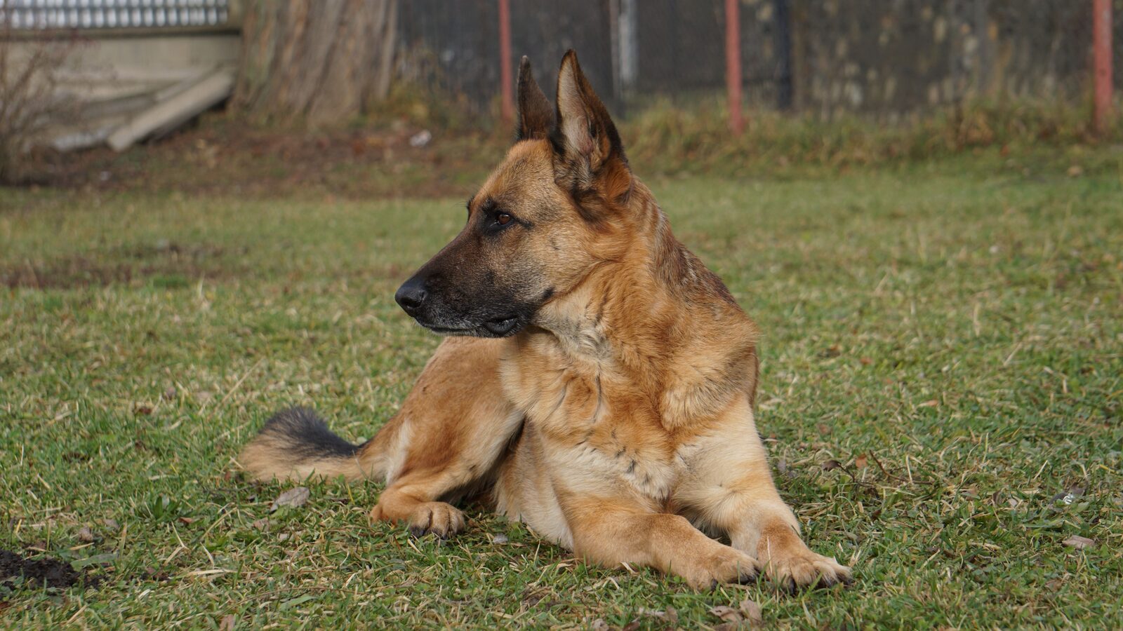 German Shepherd