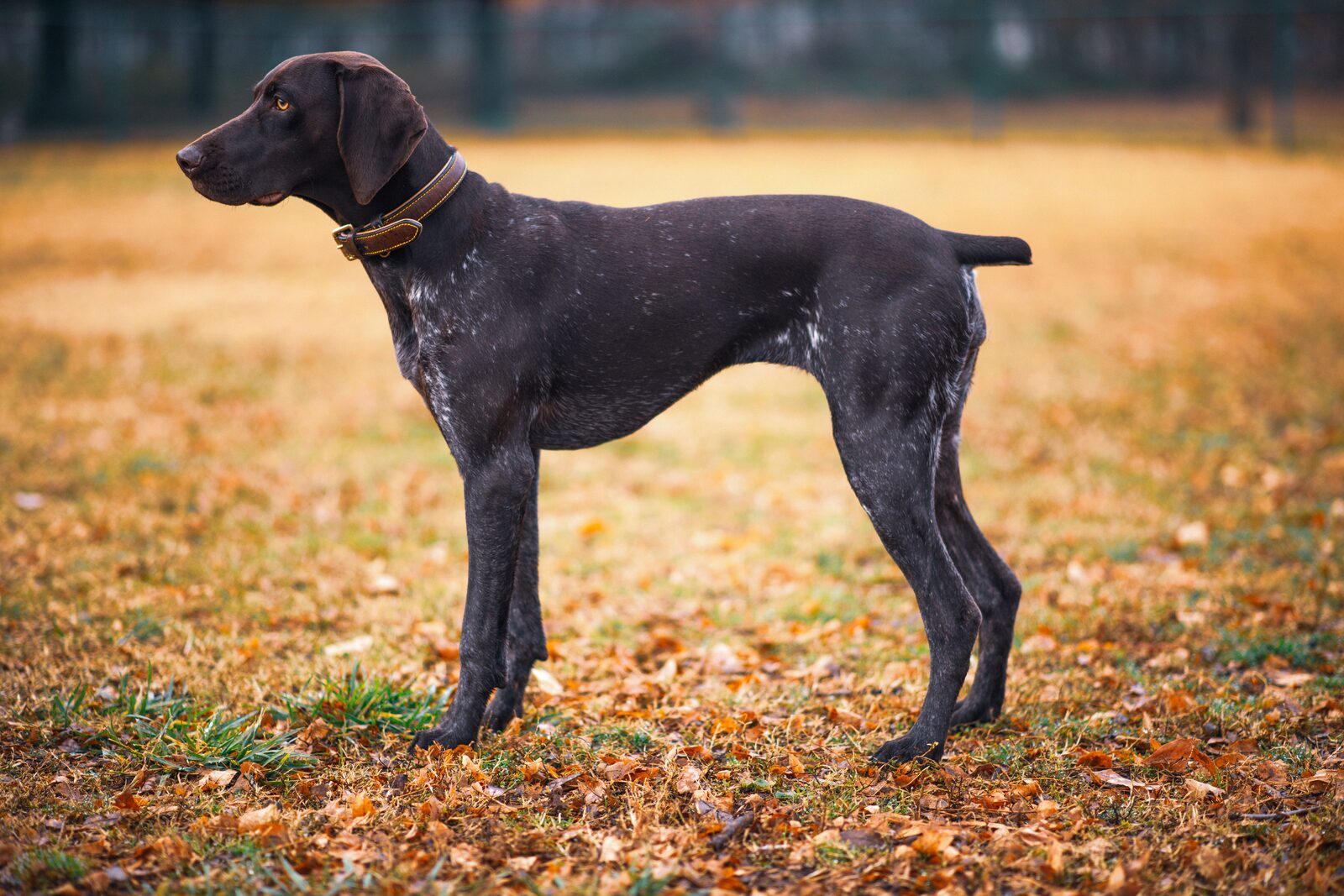 German Shorthaired Pointer
