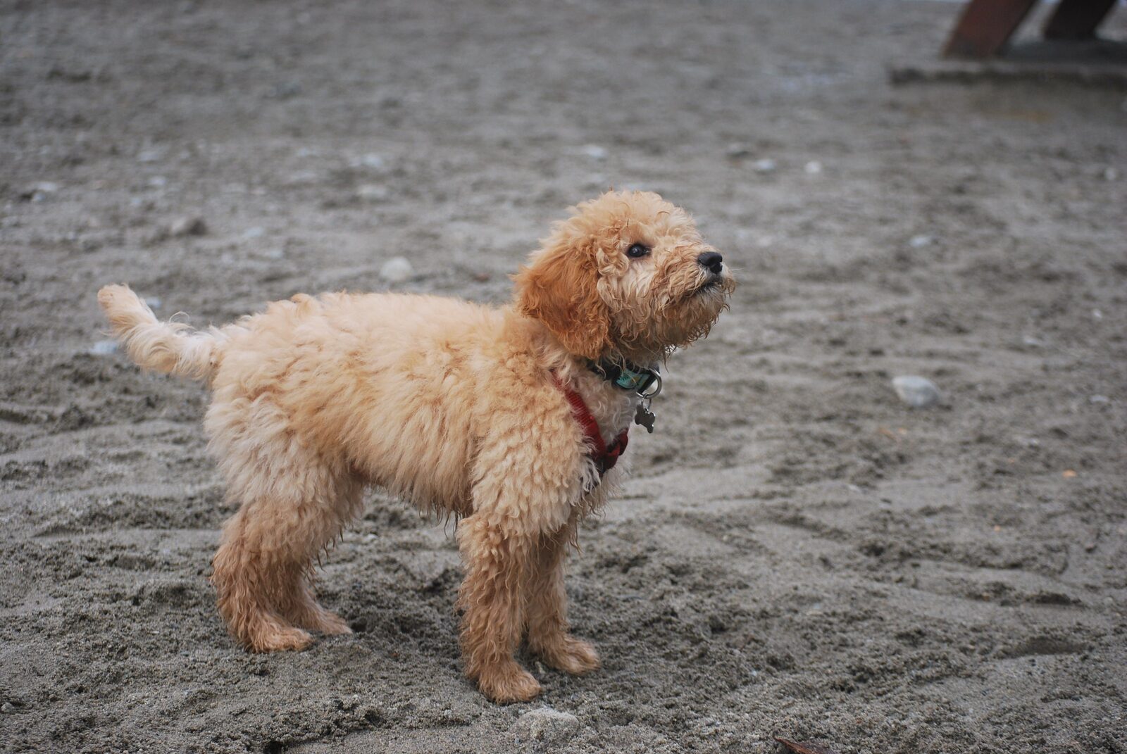 Goldendoodle