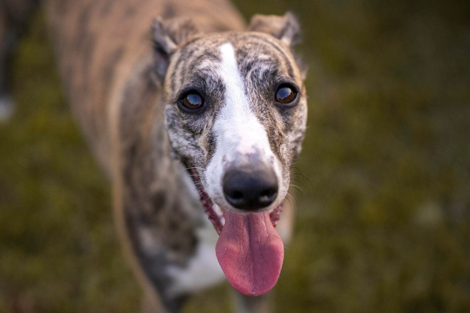 Greyhound