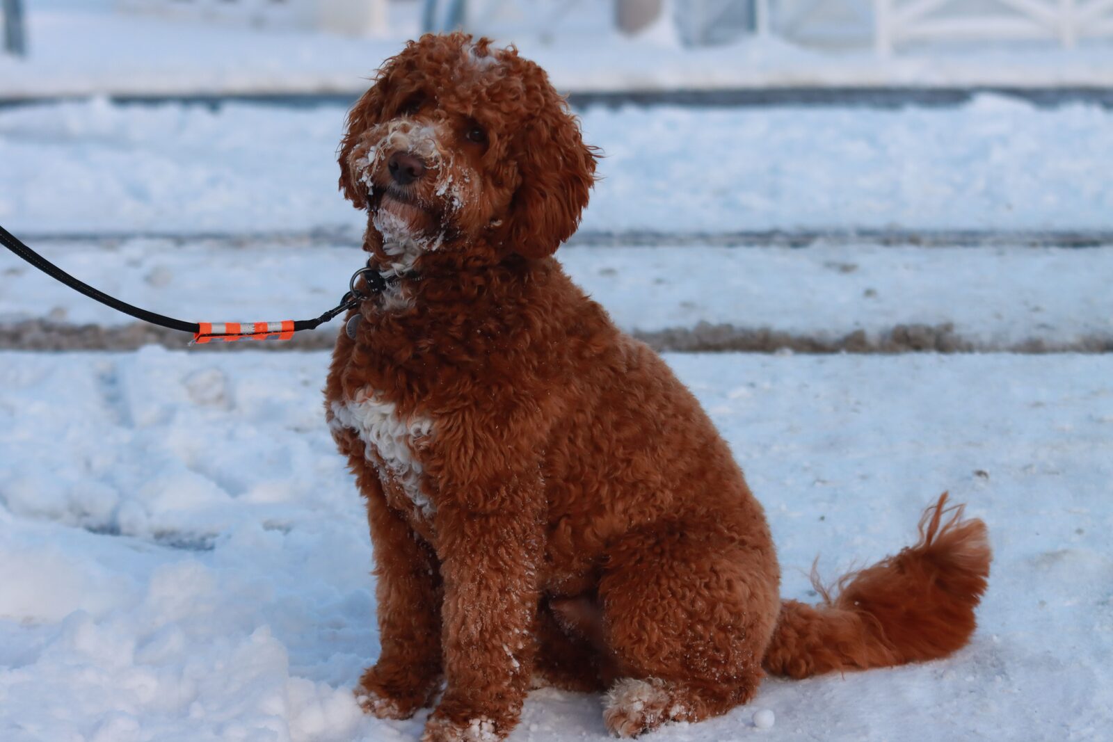 Labradoodle