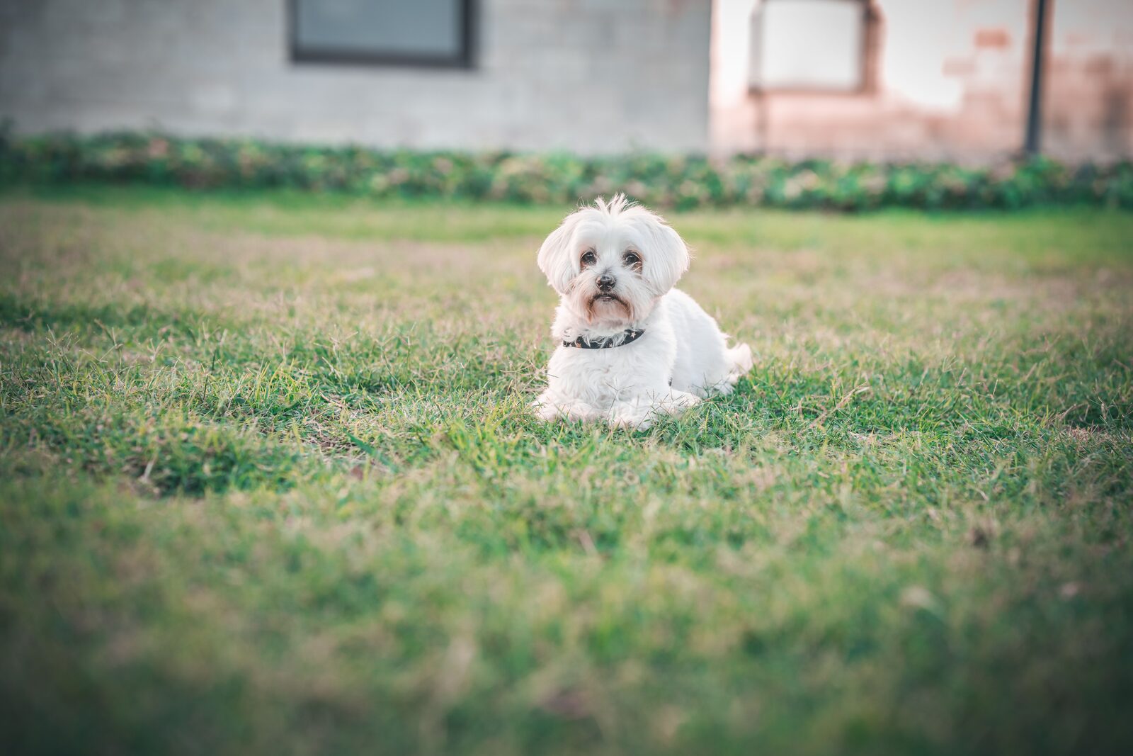 Maltese