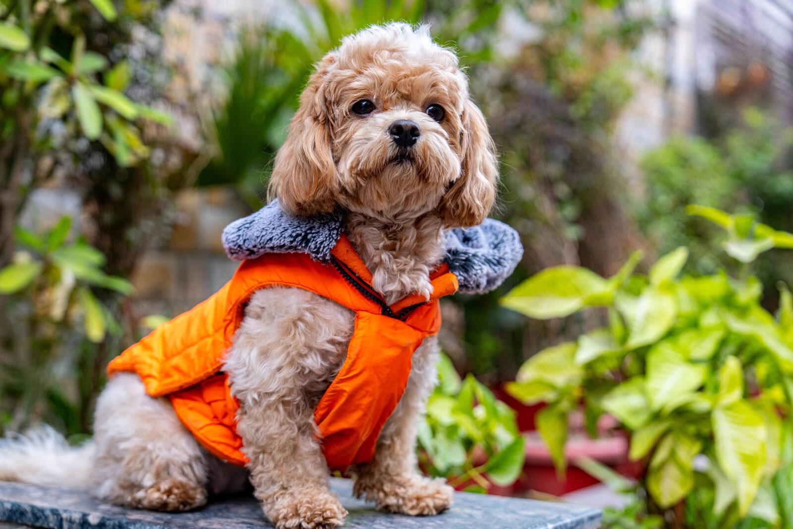 Maltipoo