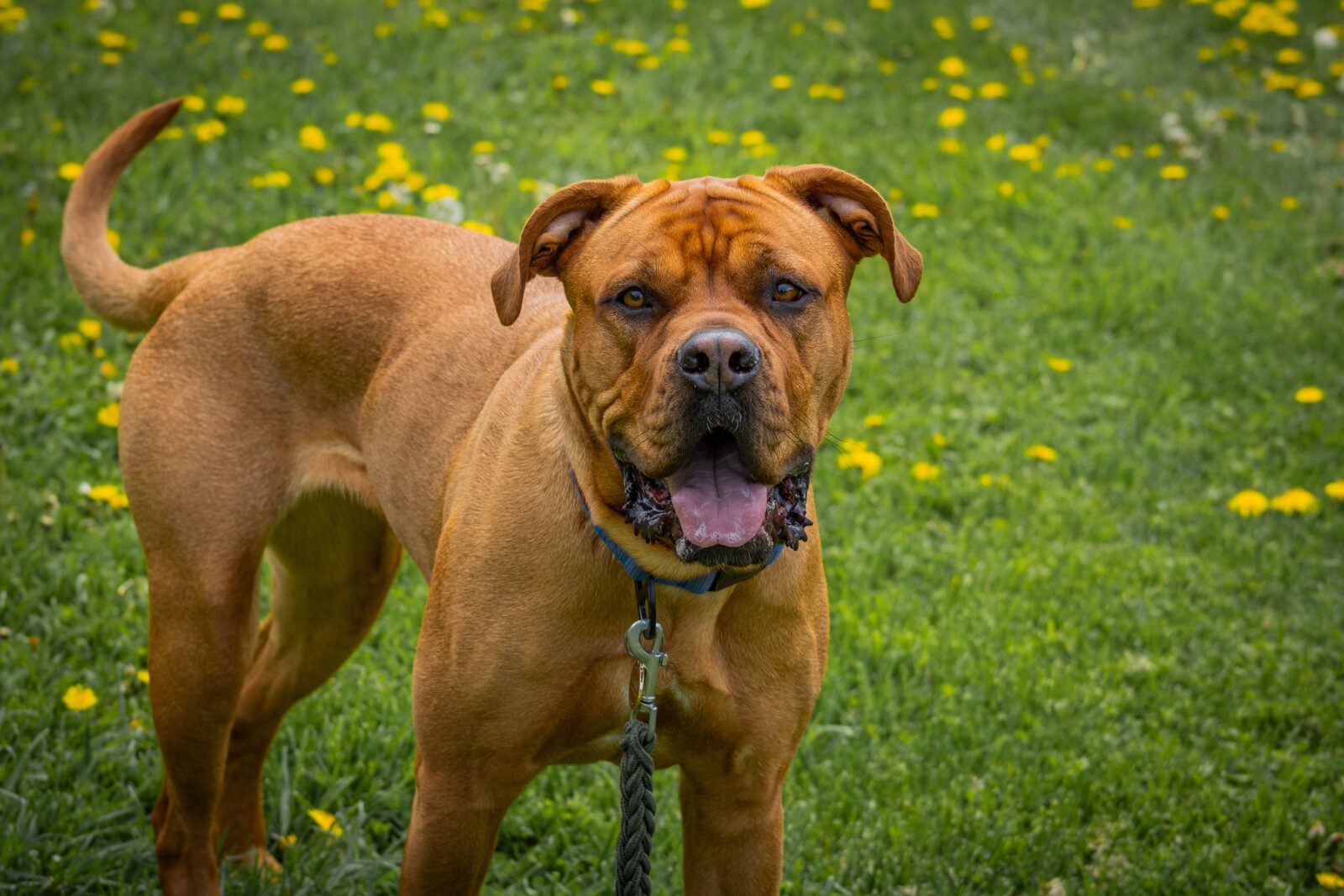 Mastiff