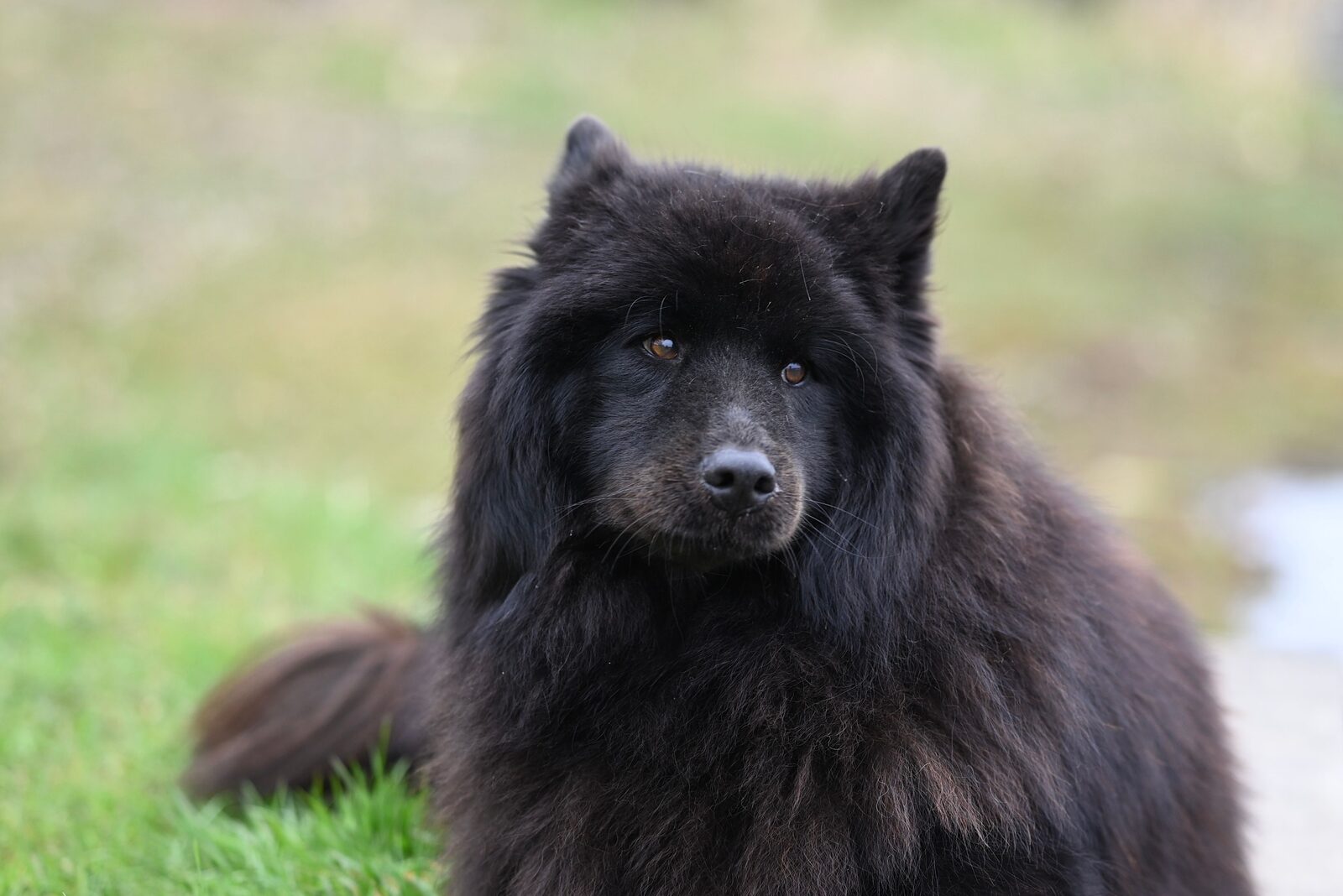 Newfoundland