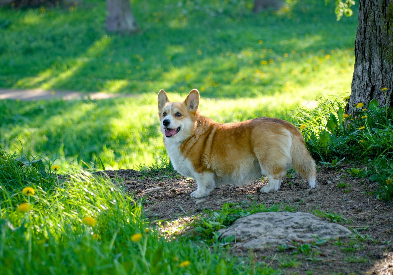 Pembroke Welsh Corgi