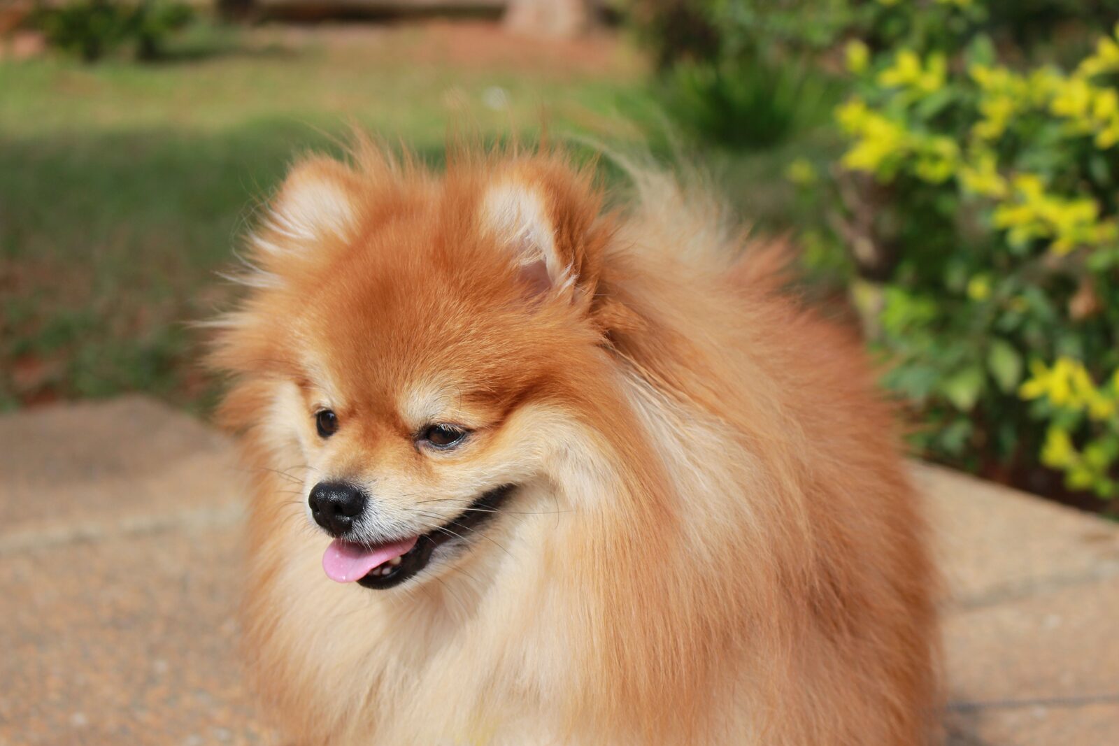 Pomeranian