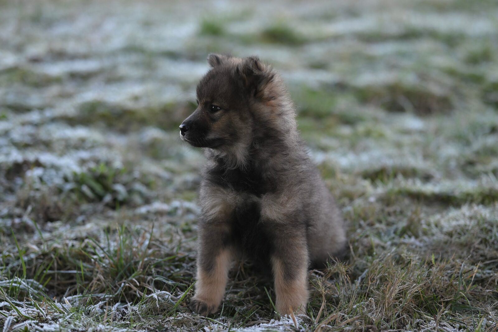 Pomsky