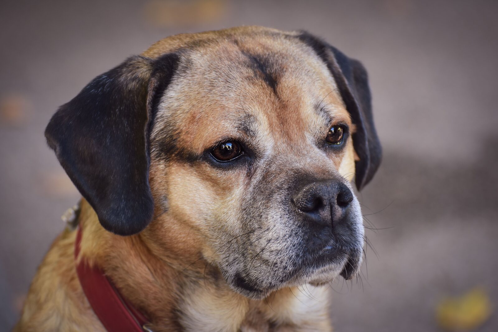 Puggle