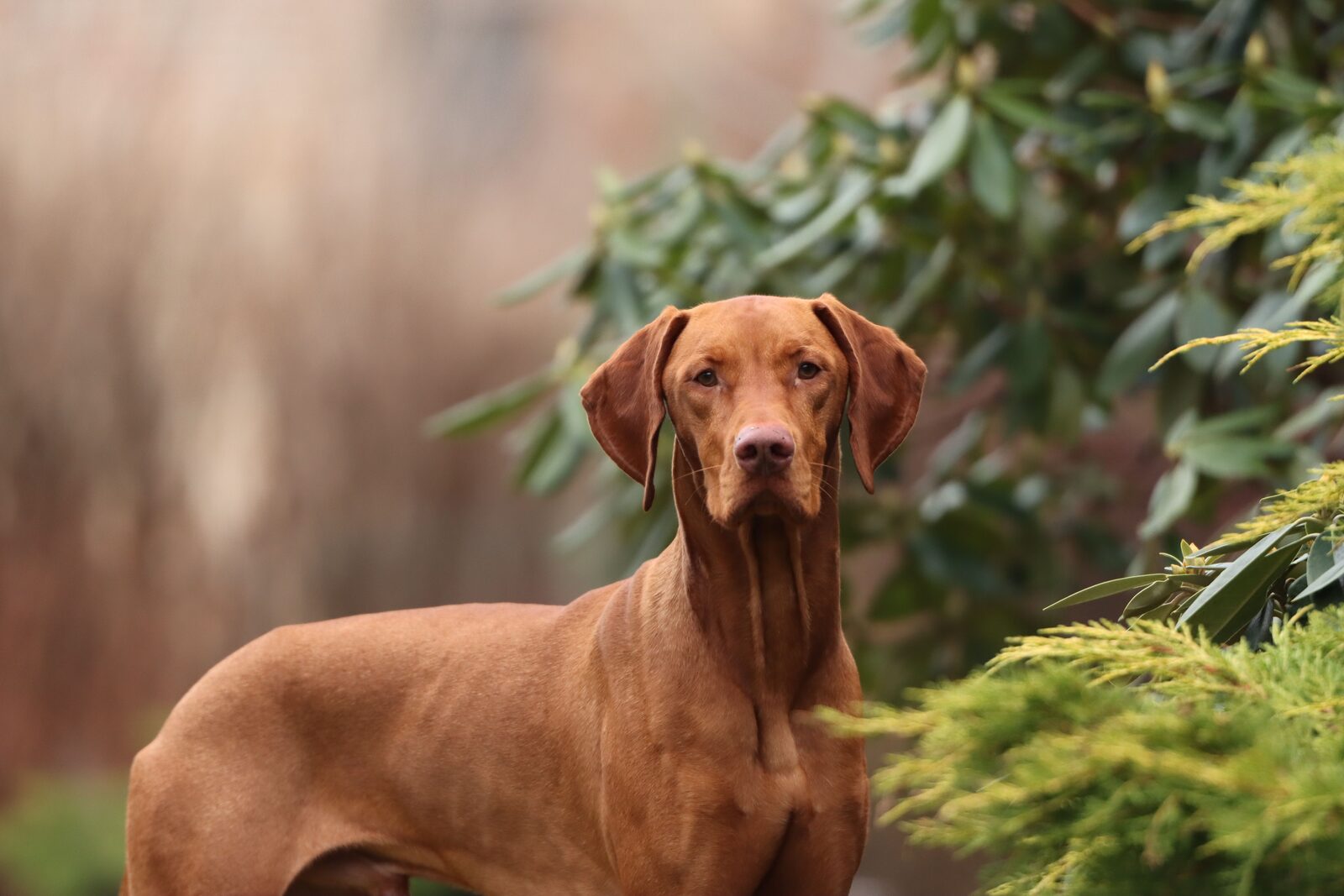 Rhodesian Ridgeback