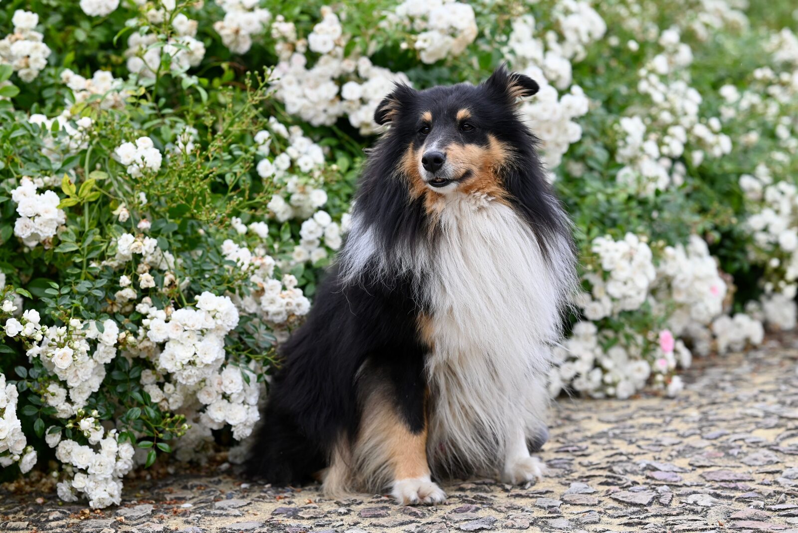 Collie (Rough)