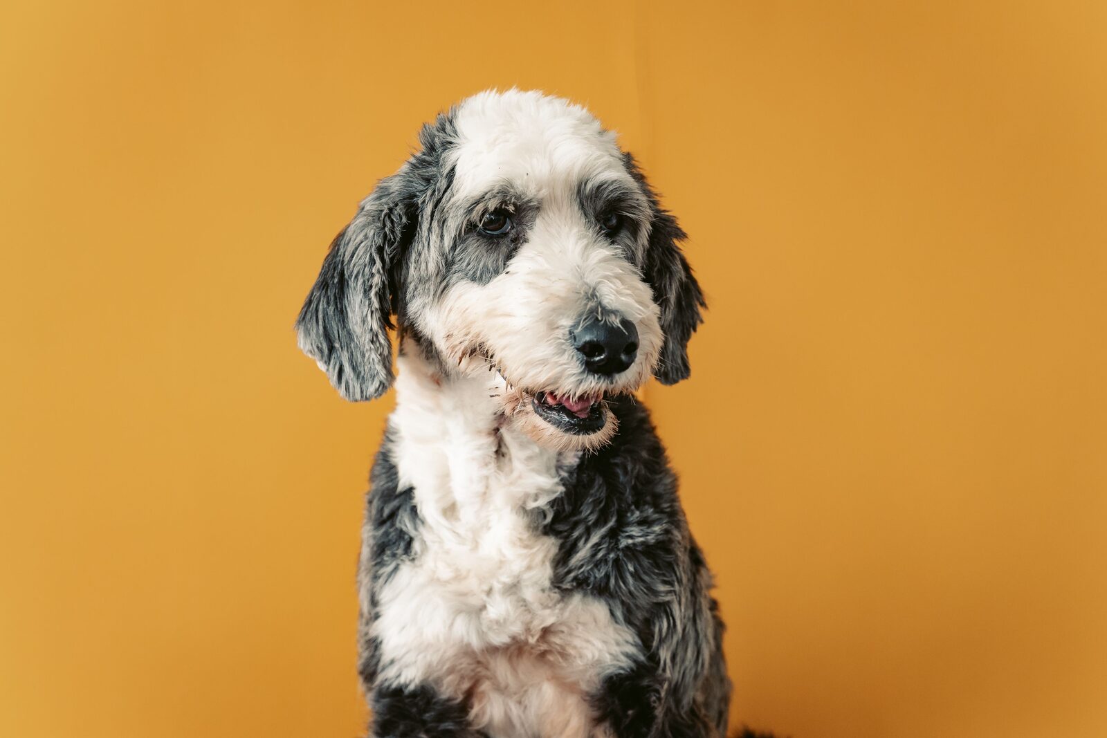 Sheepadoodle