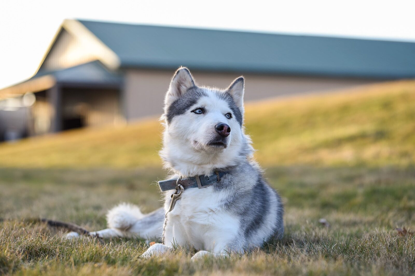 Siberian Husky