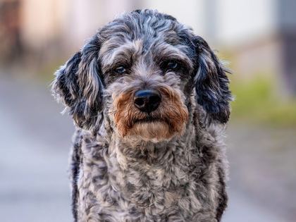 Aussiedoodle