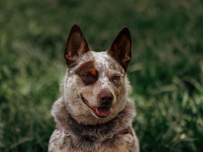Australian Cattle Dog