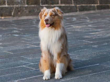 Australian Shepherd