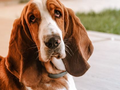 Basset Hound