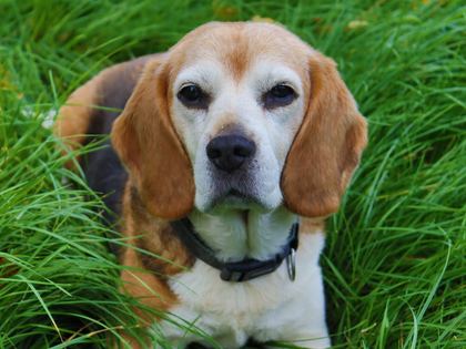 Beagle