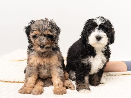 Bernedoodle