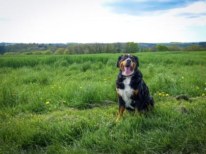 Bernese Mountain Dog