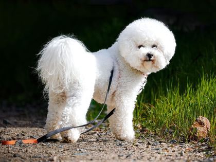 Bichon Frise