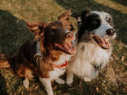 Border Collie
