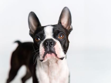 Boston Terrier