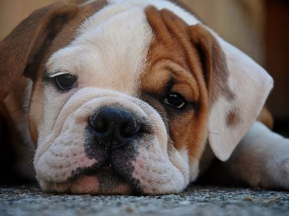 Bulldog